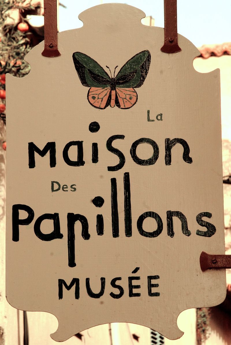 Papillon1